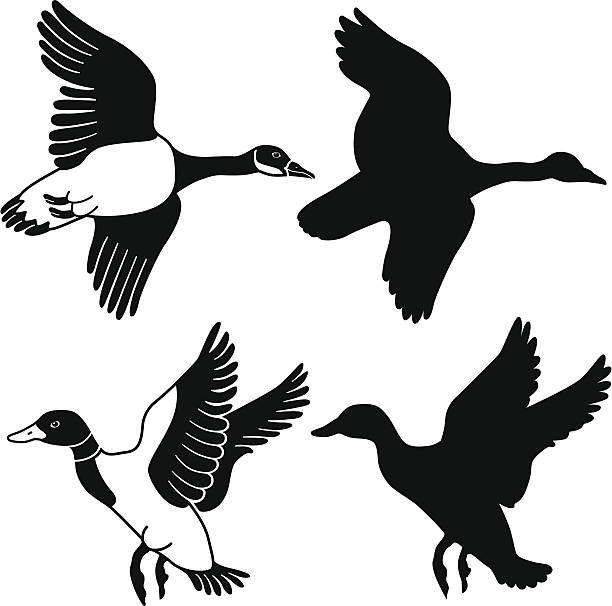 flying goose and duck A vector illustration of a flying goose and duck in black and white and as a silhouette. mallard duck stock illustrations