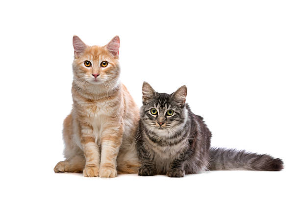 Maine Coone and Norwegian Forest cat