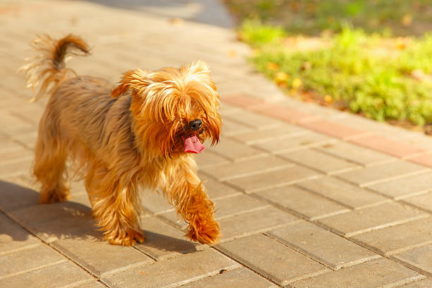 istock Cute pedigreed dog Yorkshire terrier 481946068