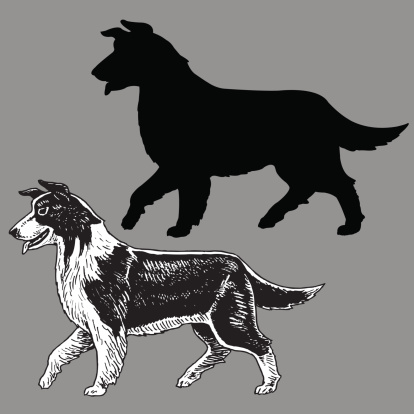 Border Collie Dog - Herding
