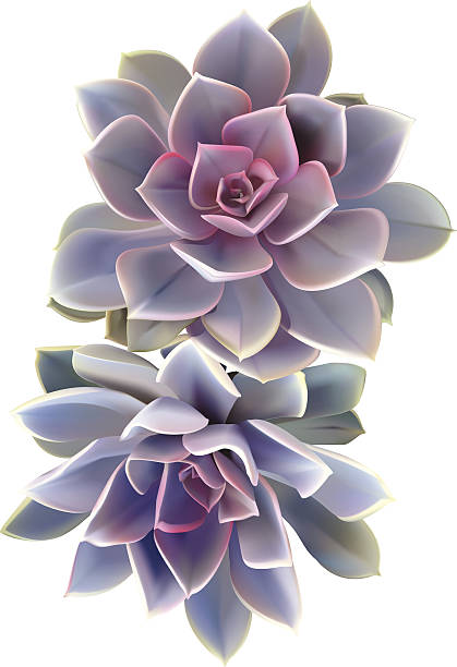ilustrações de stock, clip art, desenhos animados e ícones de cato suculenta-ilustração vetorial - flower desert single flower cactus