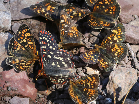 Field Crescents and Checkerspot butterflies 
