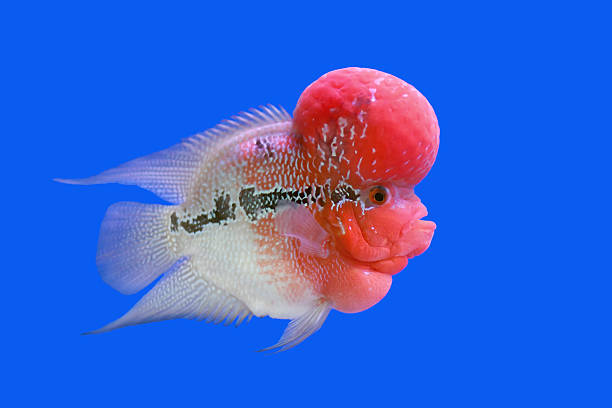 istock flowerhorn cichlid or cichlasoma fish 481946260