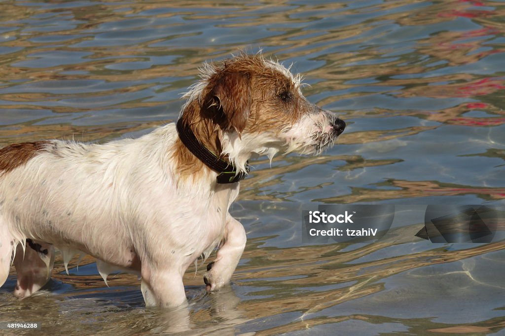 Dog in water 2015 Stock Photo