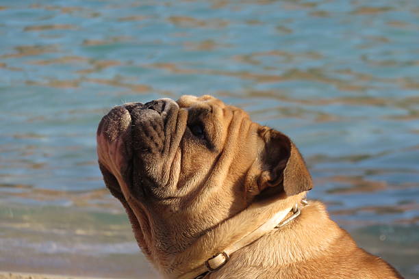 istock English Bulldog looking up 481946314