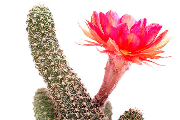 istock Cactus with red and orange flower 481947072