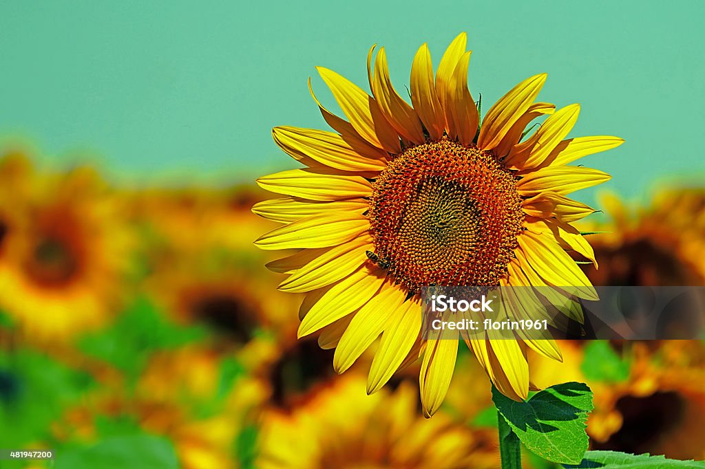 Vintage look at sunflower Vintage look at sunflower in a field under sky. 2015 Stock Photo