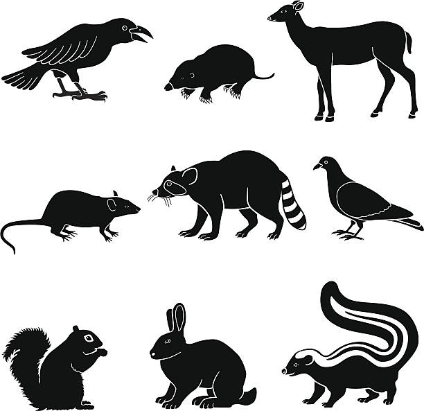 duże szkodników zwierząt - skunk stock illustrations