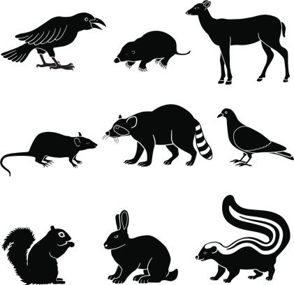 Vector illustrations of animals that are a pest in the garden, yard or city: crow, mole, deer, rat, raccoon, pigeon, squirrel, rabbit and skunk.