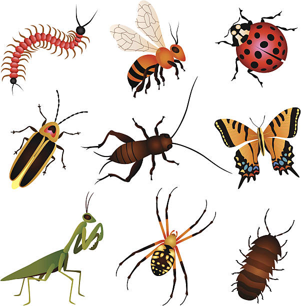 garden insects and creatures vector art illustration