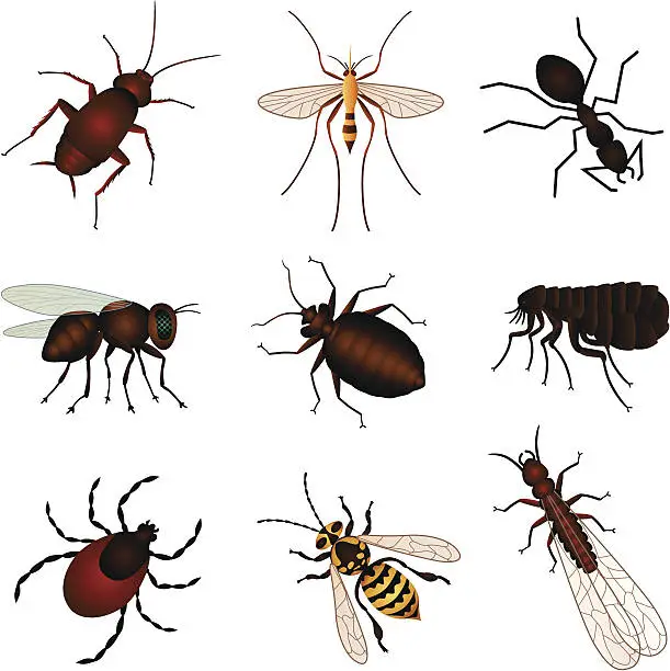 Vector illustration of pest insects