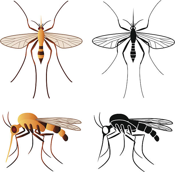 mosquito vector art illustration