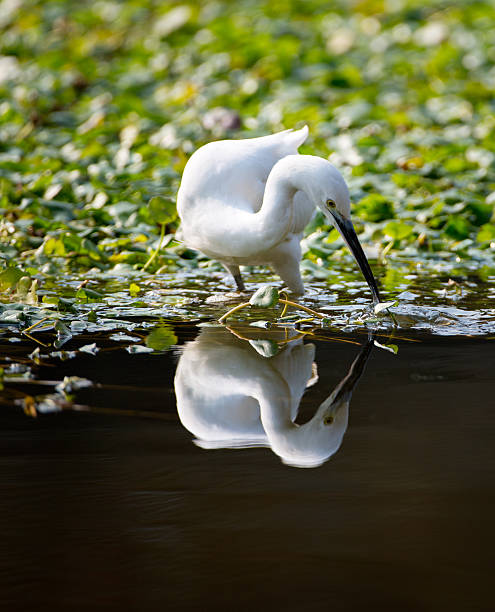 istock snowy egret flies away over an estuary 481948385