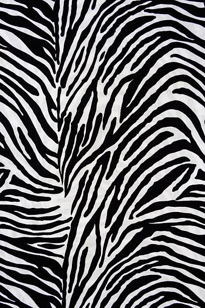 istock Texture fabric of Zebra for background 481949414