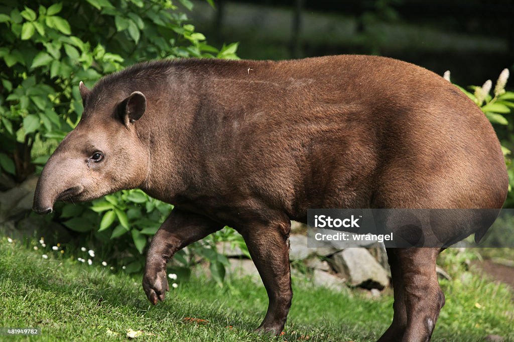 South American tapir (Tapirus terrestris). South American tapir (Tapirus terrestris), also known as the Brazilian tapir. Wildlife animal. Tapir Stock Photo