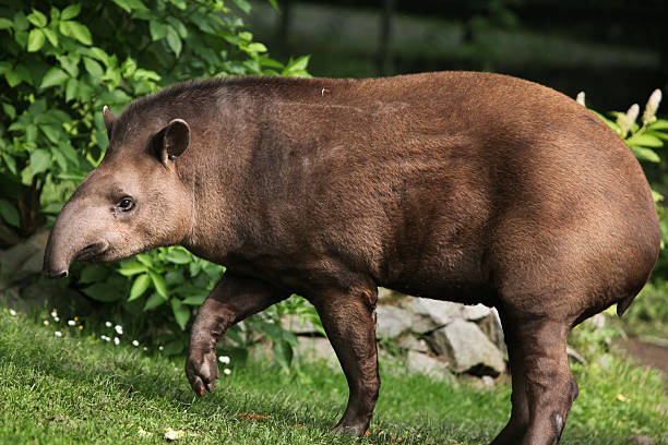 South American tapir (Tapirus terrestris). South American tapir (Tapirus terrestris), also known as the Brazilian tapir. Wildlife animal. tapir stock pictures, royalty-free photos & images