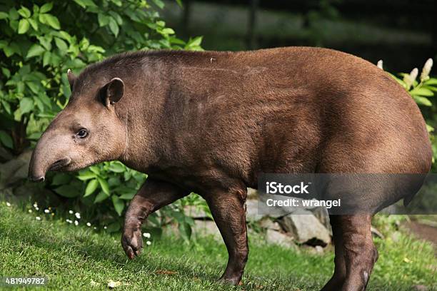 South American Tapir Stock Photo - Download Image Now - Tapir, Amazon Region, Brazilian Tapir