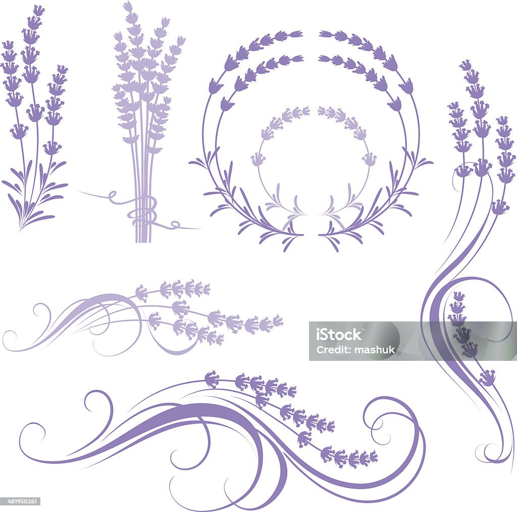 Lavanda - arte vectorial de Lavanda - Planta libre de derechos