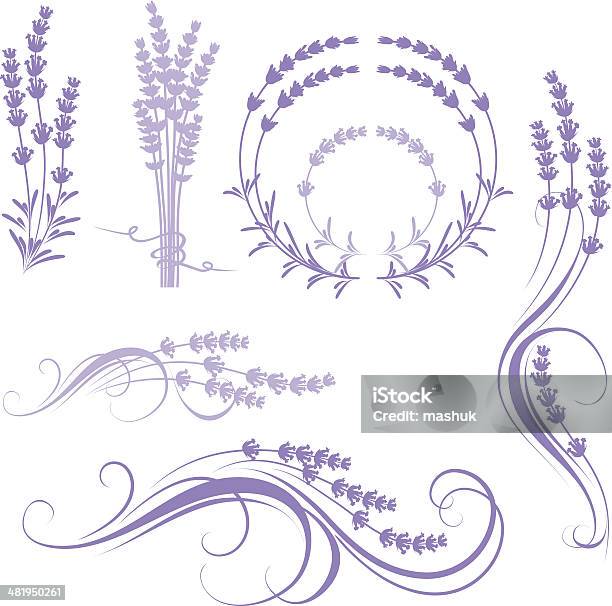 Lavender Stock Illustration - Download Image Now - Lavender - Plant, Lavender Color, Illustration