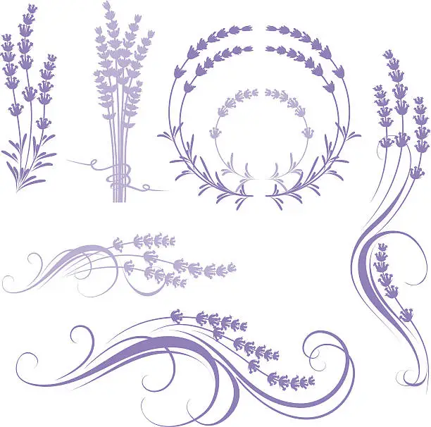Vector illustration of lavender