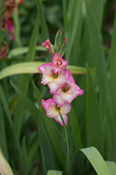 istock pink gladiolus flower on a green backround - Stock image 481950304
