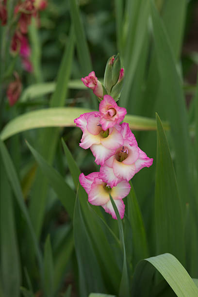 istock pink gladiolus flower on a green backround - Stock image 481950760