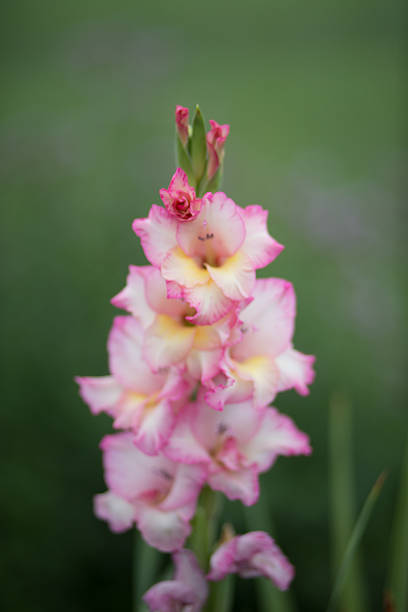 istock pink gladiolus flower on a green backround - Stock image 481951096