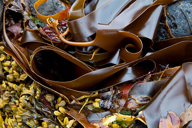 Seaweed on a beach in Iceland