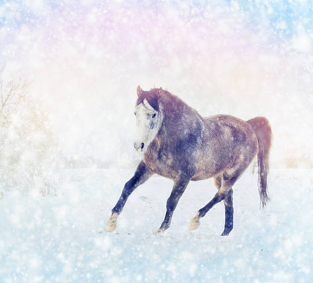 cavallo da corsa al trotto in pelliccia di inverno, neve sfondo di natura - horse winter dapple gray gray foto e immagini stock