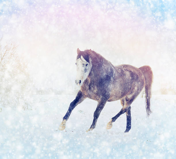 лошадь с зимний мех бега в снегу природа фон trot - horse dapple gray gray winter стоковые фото и изображения