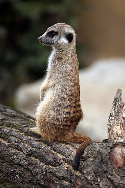 istock Meerkat (Suricata suricatta), also known as the suricate. 481951712