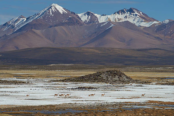 istock Vicuna on the Altiplano 481952160