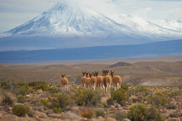 istock Vicuna on the Altiplano 481952218