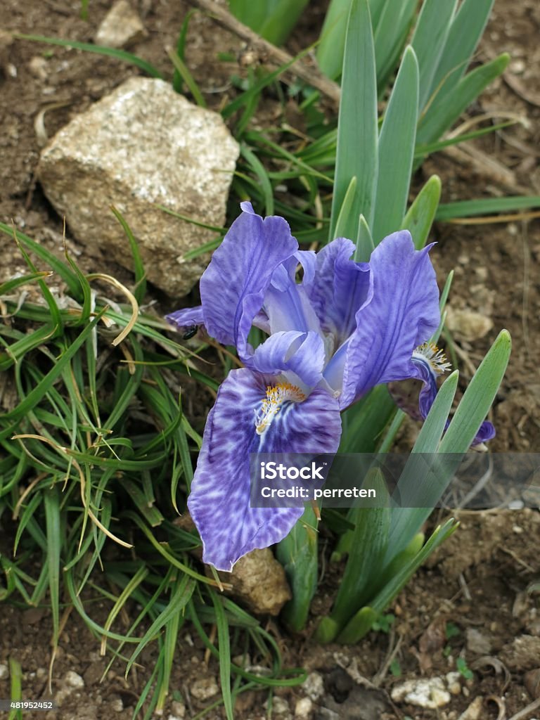 Purple iris photographed in the Himalayas Beautiful wildflower growing in the Everest Region. 2015 Stock Photo