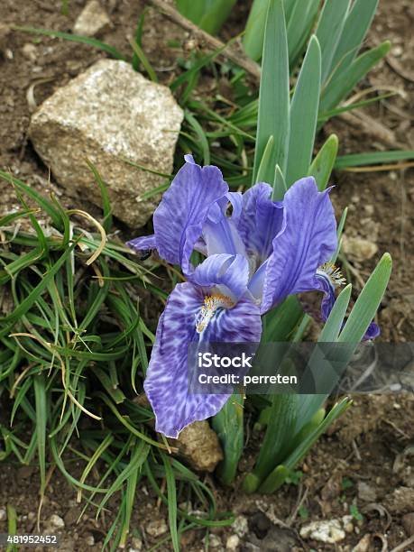 Purple Iris Photographed In The Himalayas Stock Photo - Download Image Now - 2015, Asia, Beauty In Nature