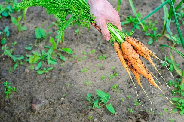 istock Bunch of fresh not washed carrot on the ground 481952564