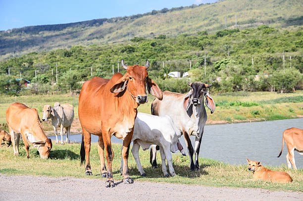 istock Group of cow in countryside, Asia Thailand 481952868