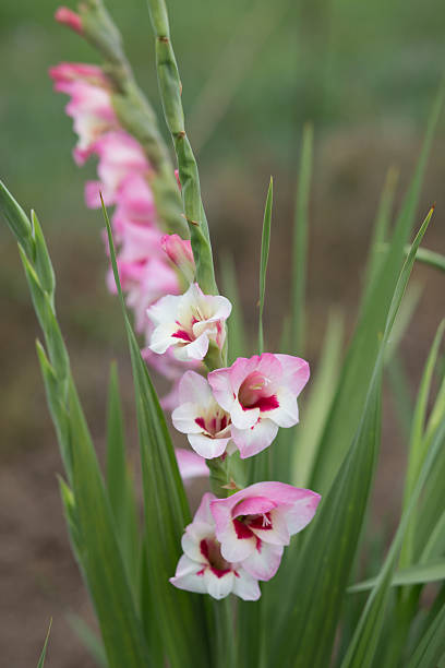 istock pink gladiolus flower on a green backround - Stock image 481953180