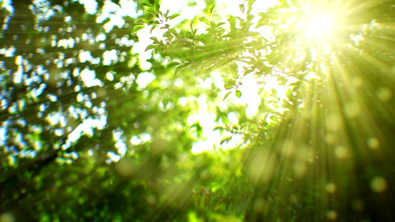 Sunlight seen through branches (loopable)