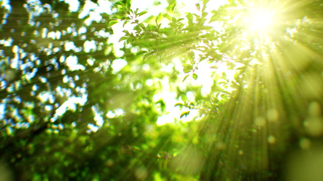 Sunbeams seen through branches. Flying pollens. Shallow depth of field.