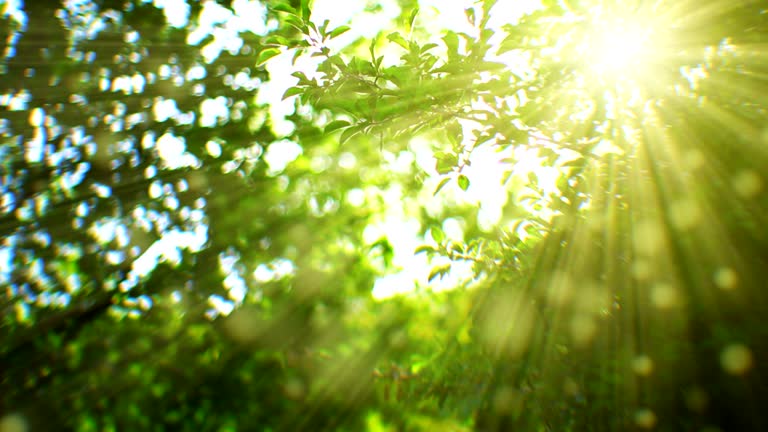 Sunbeams seen through branches. Flying pollens. Shallow depth of field.