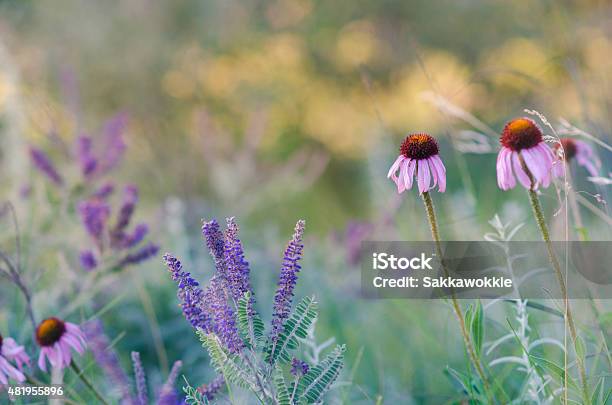 Coneflowers In The Prairie Stock Photo - Download Image Now - 2015, Bright, Coneflower