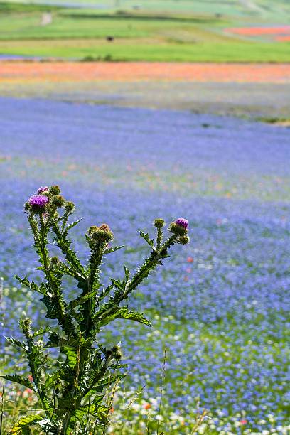 istock Castelluccio, Pian Grande, Umbria - Italy 481955986