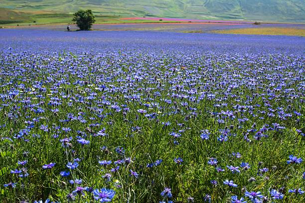 istock Castelluccio, Pian Grande, Umbria - Italy 481956060