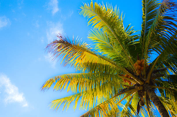 Florida 12 Queen Palm in Florida syagrus stock pictures, royalty-free photos & images