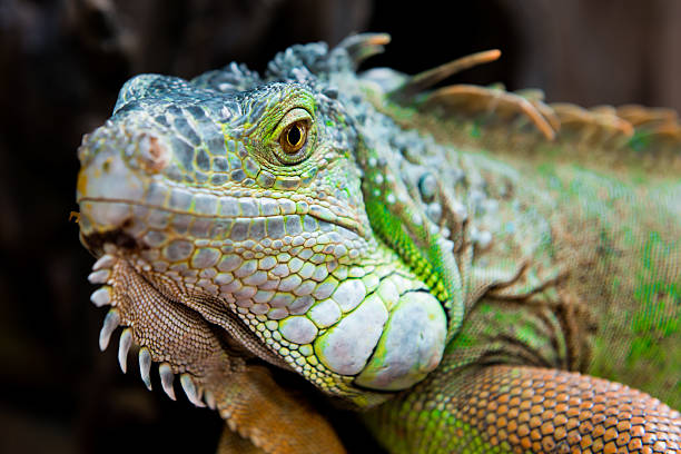 istock Close-up of Green Iguana (Iguana iguana) 481956706
