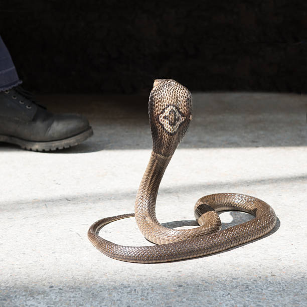 istock Cobra look a man shoes 481956758