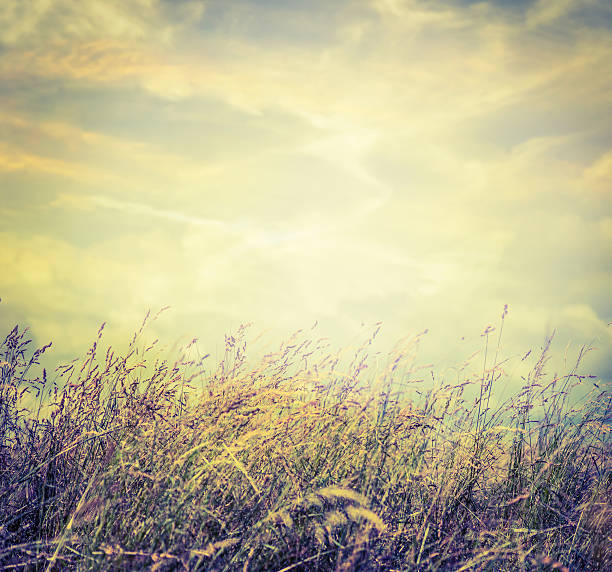 istock Autumn field grass on sky background, toned. 481956978
