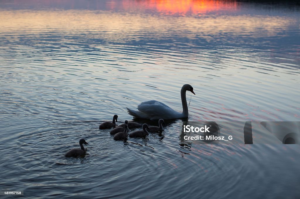 Silhouettes of swans family swimming on evening lake Silhouettes of swans (mother and chicks) swimming on evening lake surface. Beautiful close up of birds 2015 Stock Photo