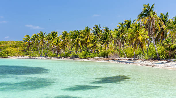 Tropical paradise Tropical paradise beach on Contoy Island in Mexico contoy island stock pictures, royalty-free photos & images